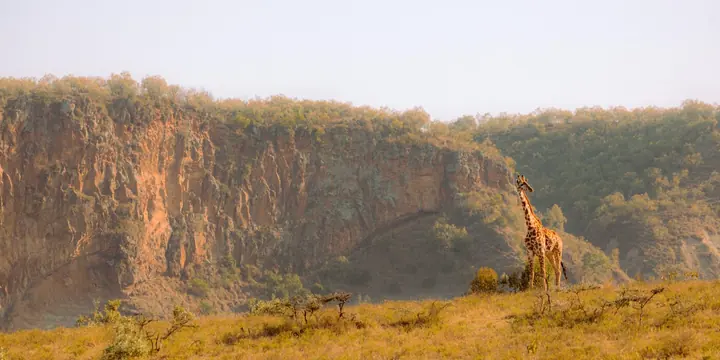 A giraffe standing on a grassy ridge below tall cliffs in Kenya