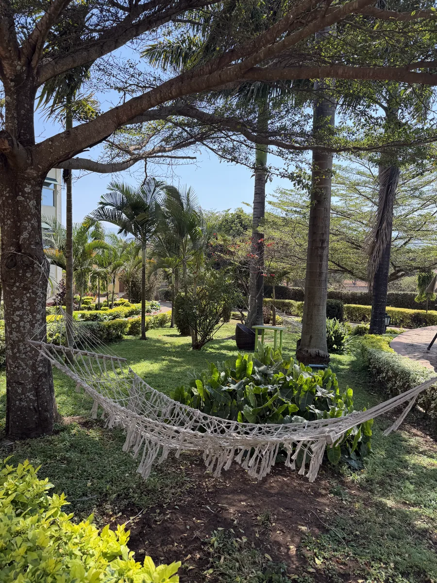 A hammock between palms in a Zanzibar garden