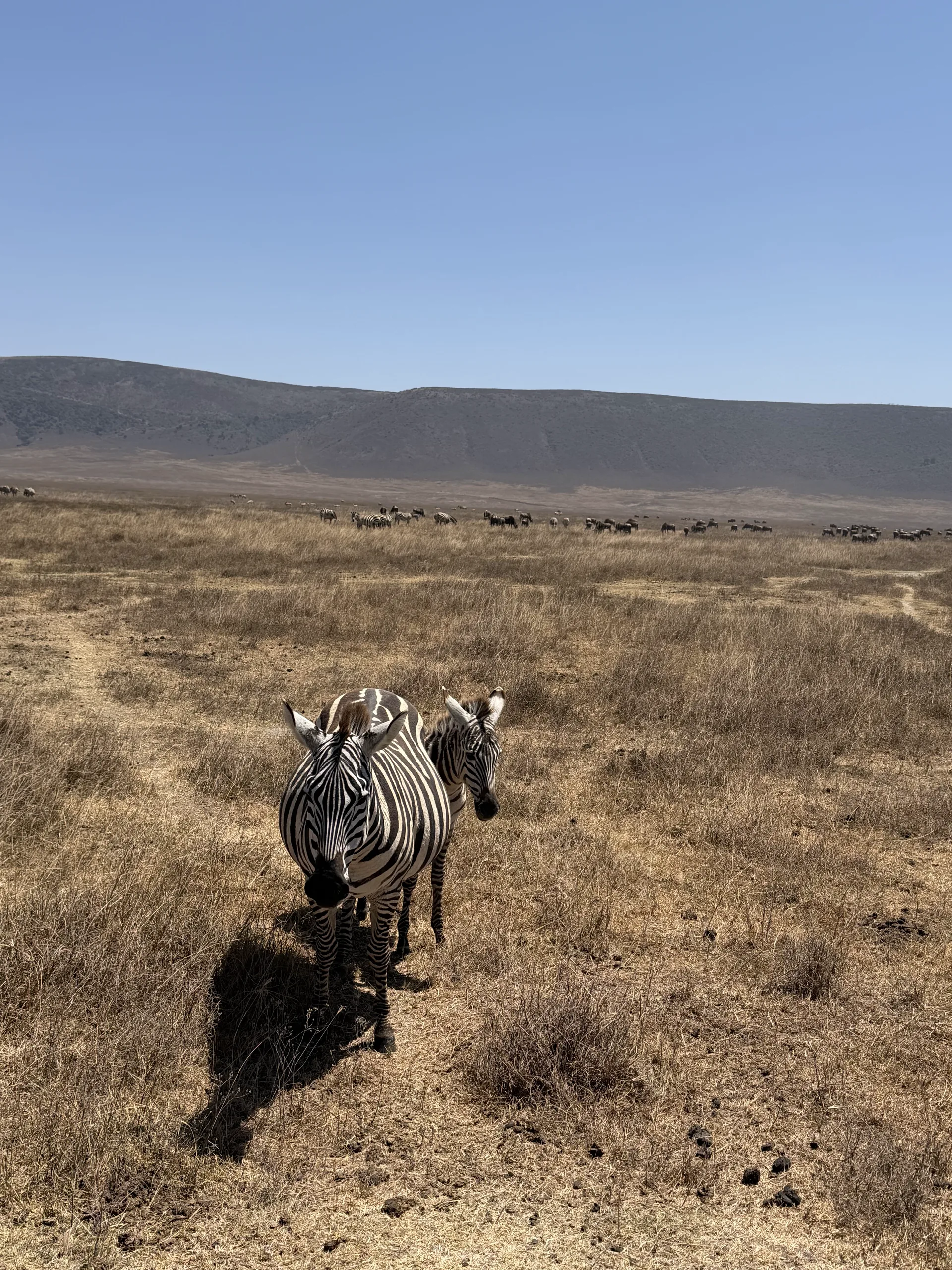 Two zebras up close on the dry grassland of the Ngorongoro Crater during the Tanzania safari extension.
