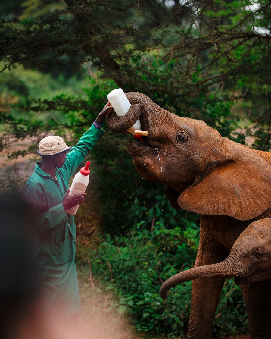 SurfYogaBeer guest with a rescued baby elephant at the Sheldrick orphanage in Kenya