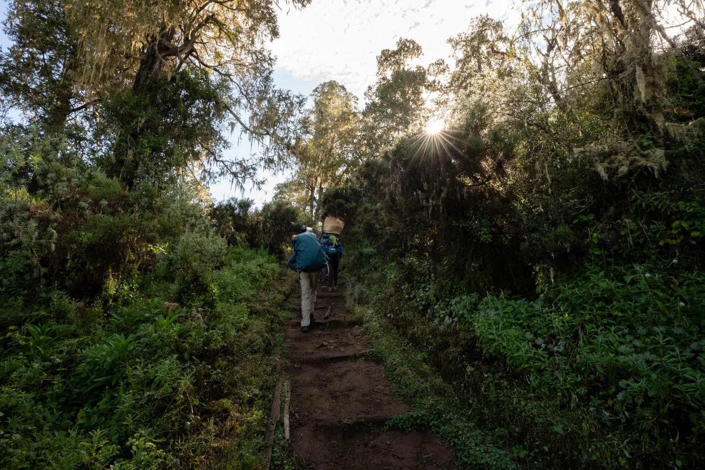 Sunburst through the rainforest trail on the lower slopes of Mount Kilimanjaro with Hardest Adventures.