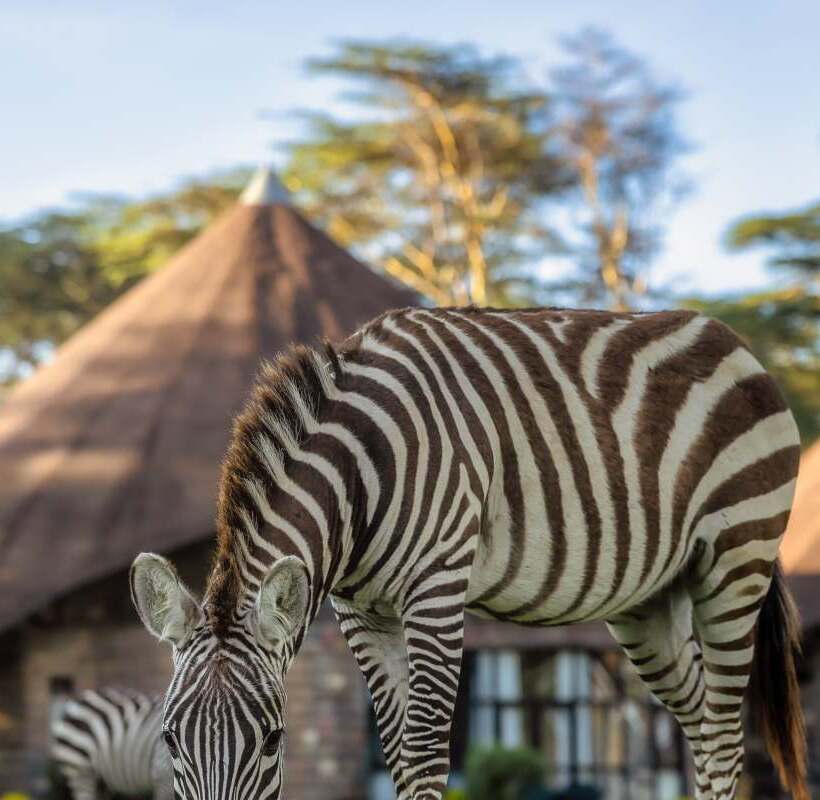 Zebra on the resort grounds