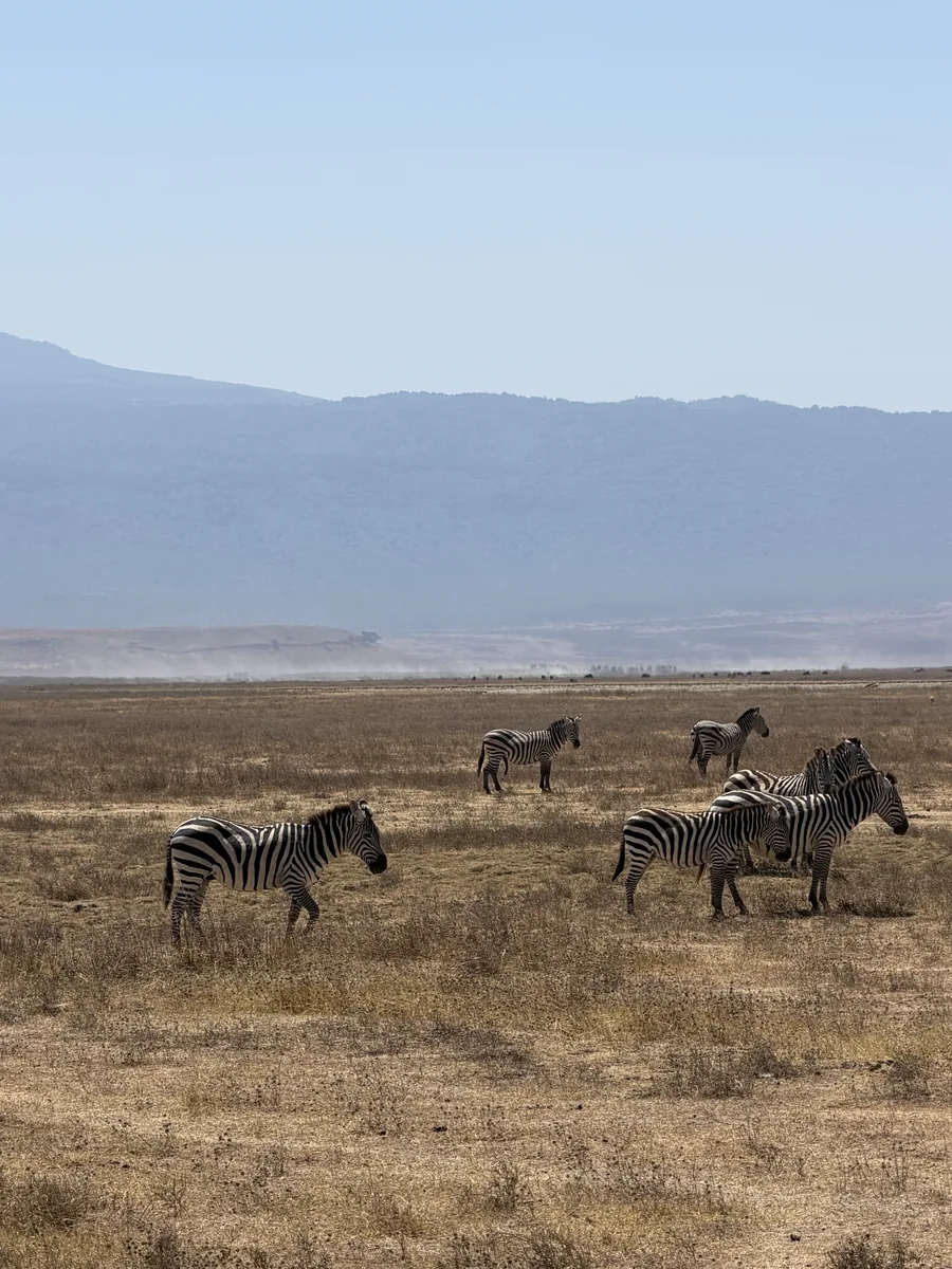 Zebras in the Ngorongoro Crater on the Tanzania safari extension