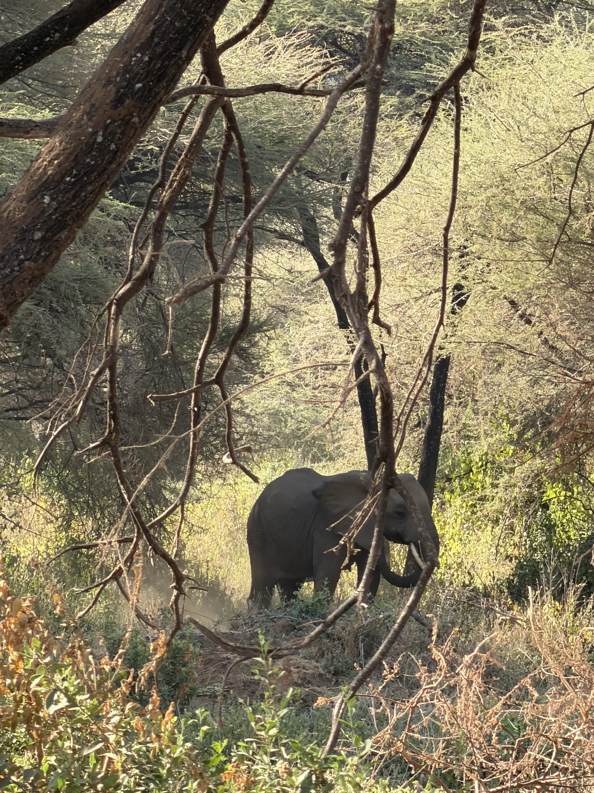 Elephant walking through sunlit acacia woodland at Lake Manyara National Park on the safari extension.