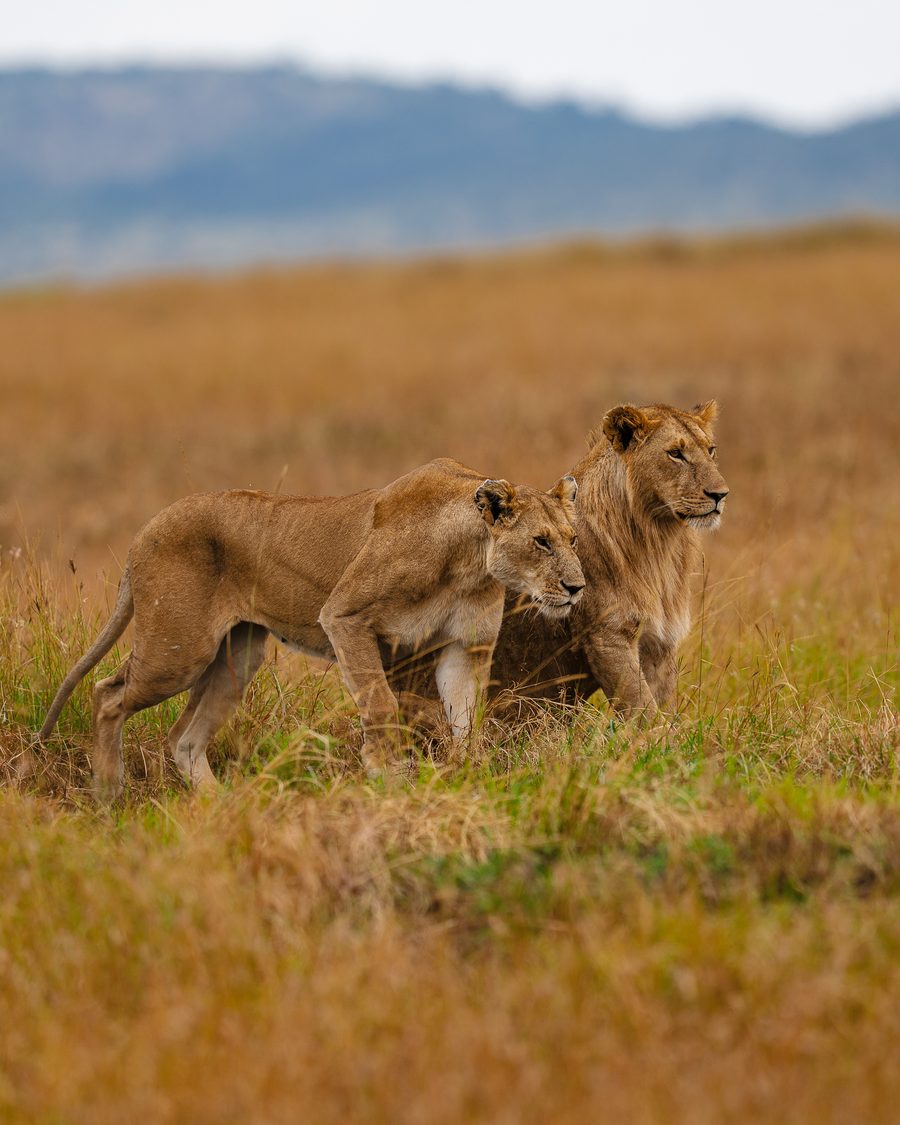 Lions in the Masai Mara on a SurfYogaBeer game drive