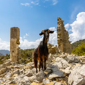 A goat standing among ancient stone ruins on the SYB Turkey trip