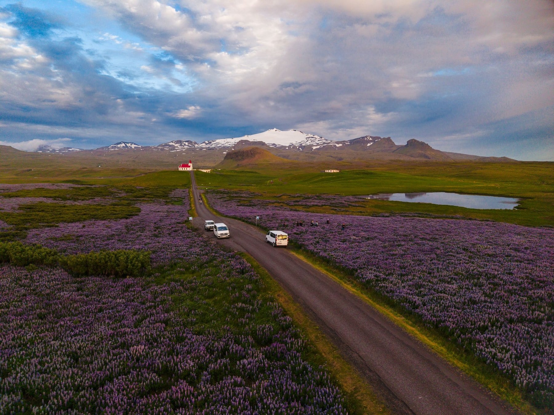 Two SurfYogaBeer vans driving a lupine-lined road in West Iceland, leaders at the wheel