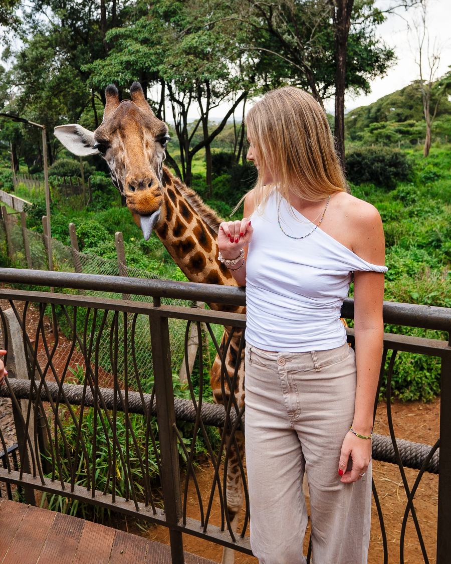 SurfYogaBeer guest hand feeding a giraffe in Kenya