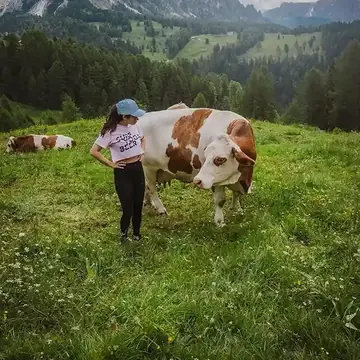 Hiker meeting a cow in an alpine meadow on the SYB Dolomites trip