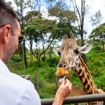 Guest hand feeding a giraffe over a railing on the SYB Kenya trip