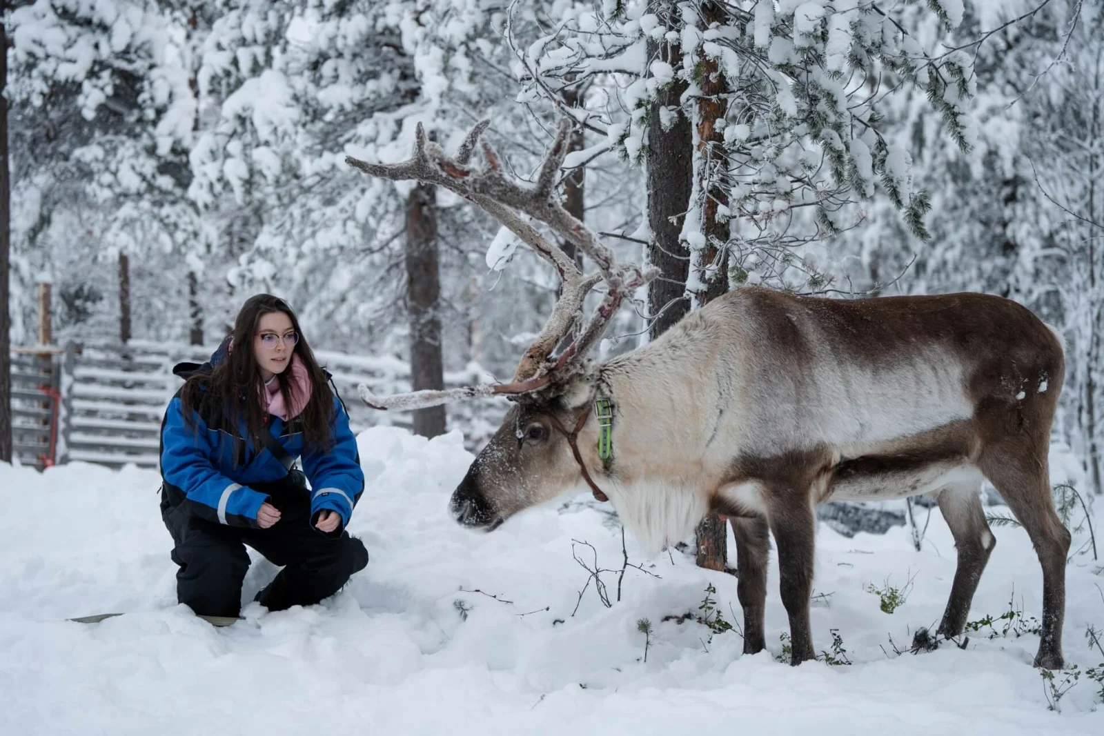 Feeding a reindeer by hand