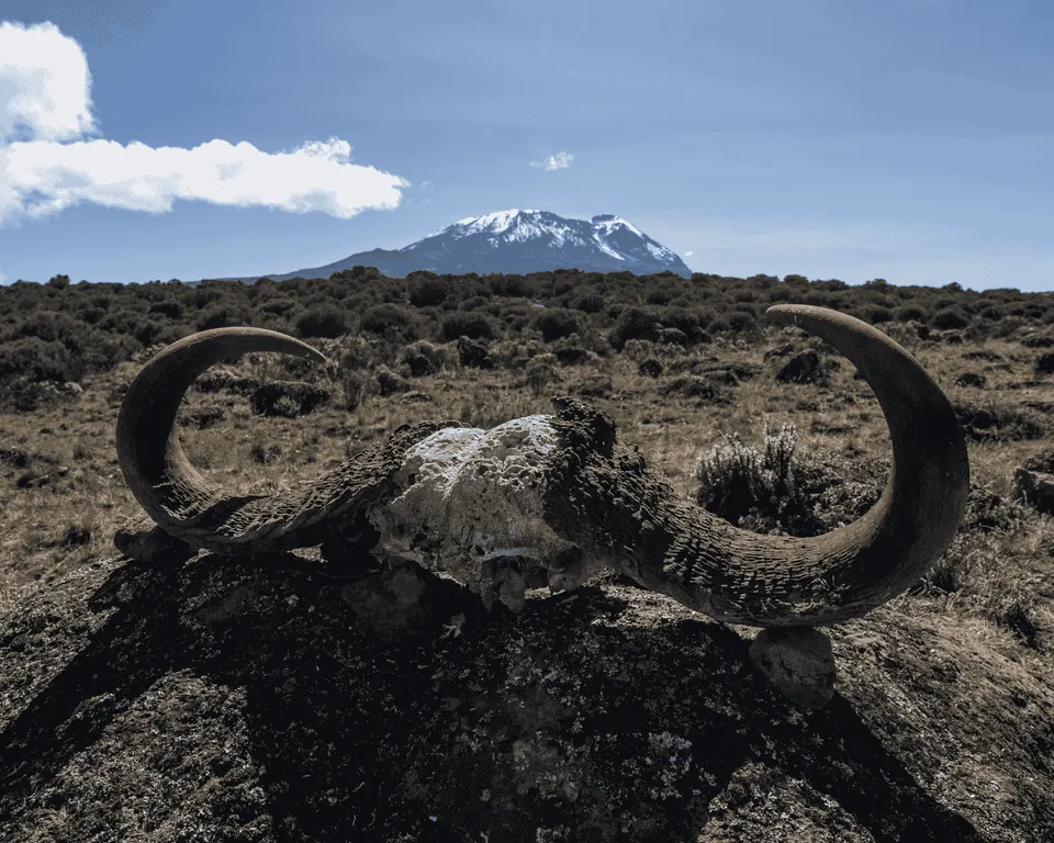 Day 5 of the Hardest Adventures Kilimanjaro trek: Shira 2 Camp to Lava Tower to Barranco Camp