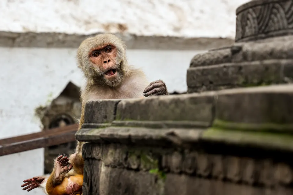 A macaque sitting on carved stone at Swayambhunath, the Monkey Temple, above Kathmandu