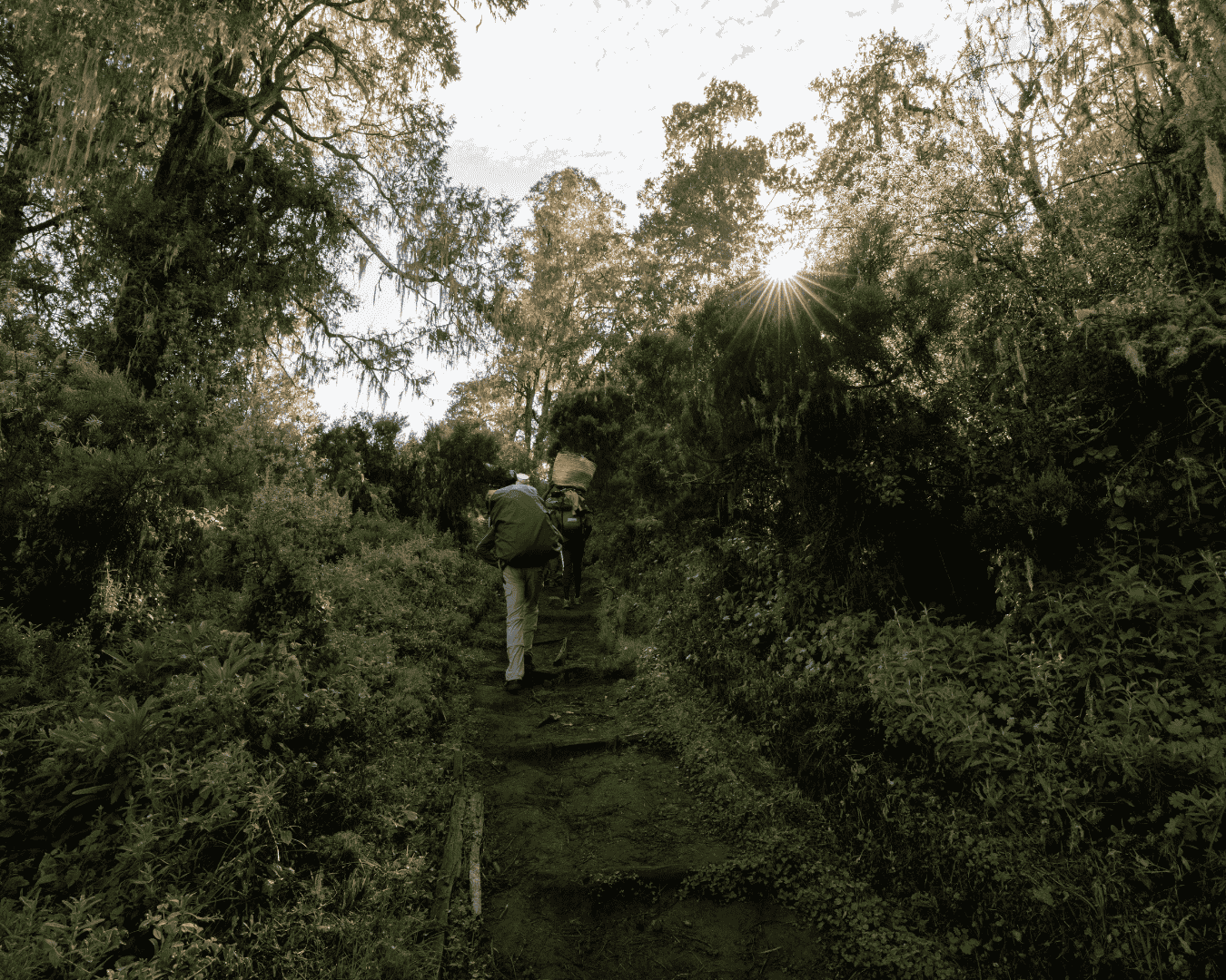 Sight 2