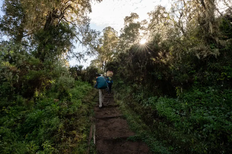 Sunburst through the rainforest trail on the lower slopes of Mount Kilimanjaro with Hardest Adventures.