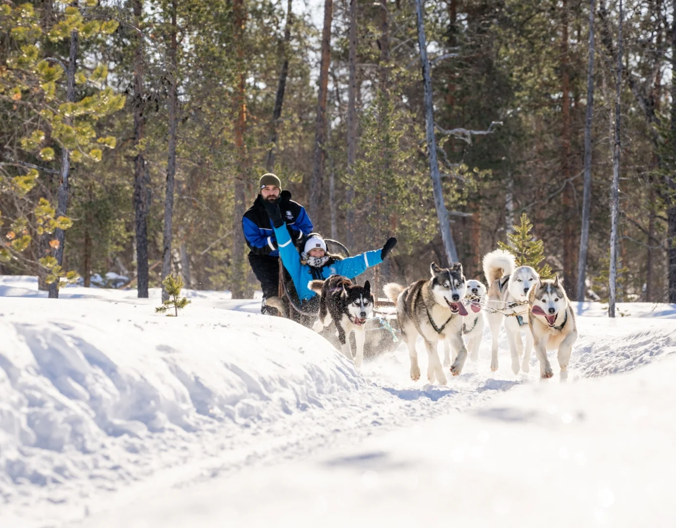 Husky sled team in the forest