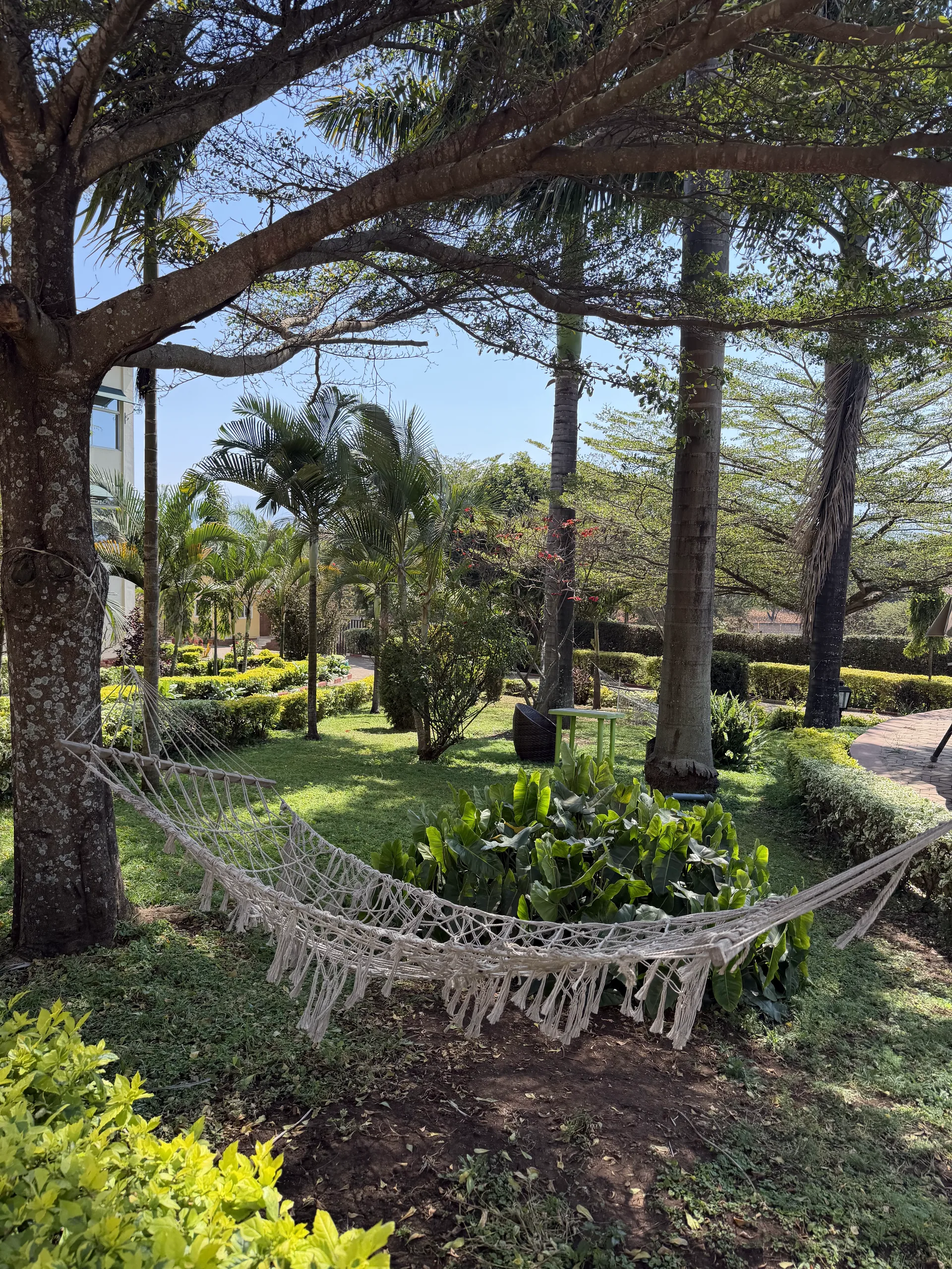 Hammock strung between palm trees in tropical gardens in Zanzibar at the end of the safari extension.
