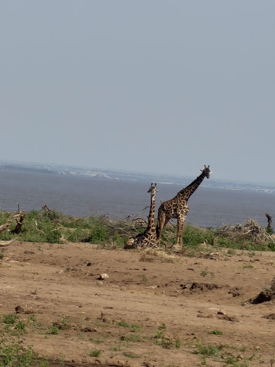 Giraffes in Lake Manyara National Park on the Tanzania safari extension