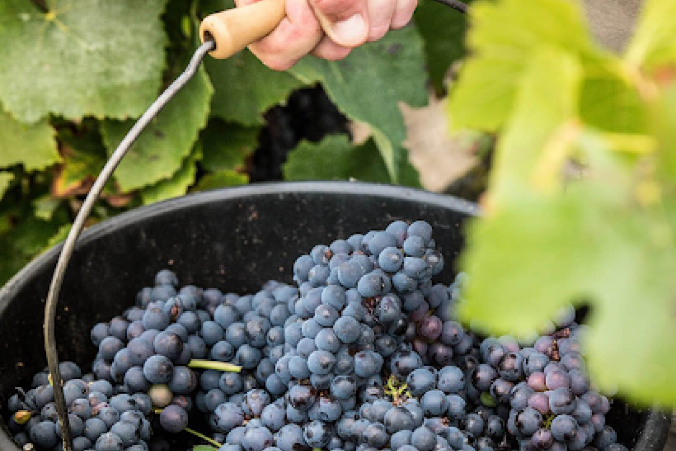 vineyard
