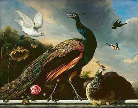 "Animal Beauty," Melchior D’Hondecoeter, 1681, “Male and Female Peacocks"