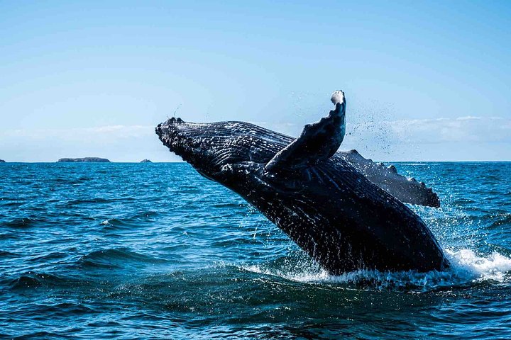 Careyes_N_Whales_KCifuentes_Feb20215789