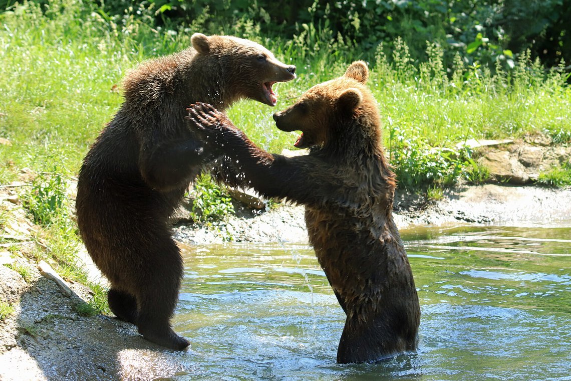 BearSanctuary2111536x1024