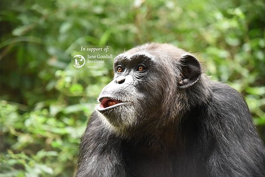 Gombe: In the footsteps of Dr. Jane Goodall