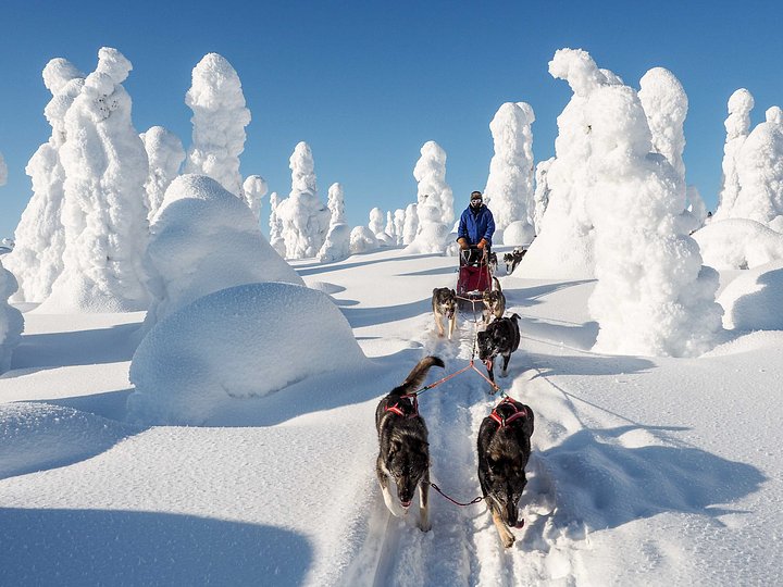 Huskies1