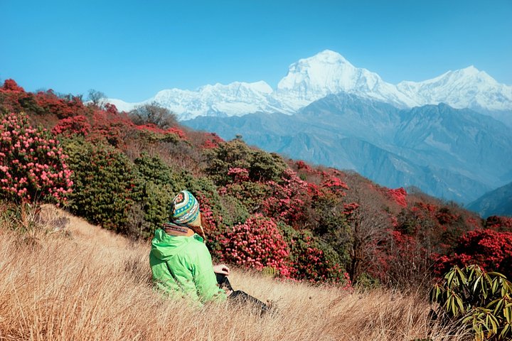 M_tourist_rhododendrons_himalaya11000x667