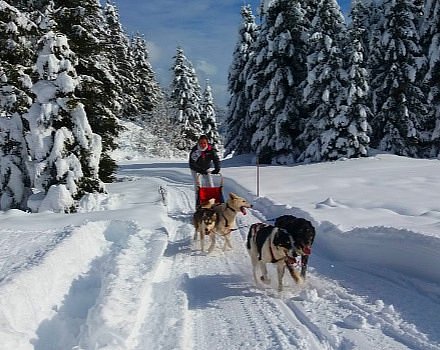 Husky Sledding
