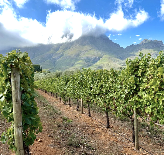 WINE COUNTRY