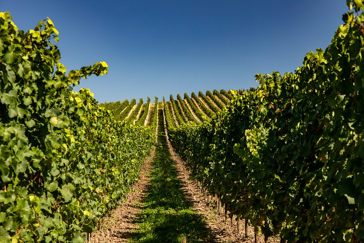 vineyard20250309095140utc1