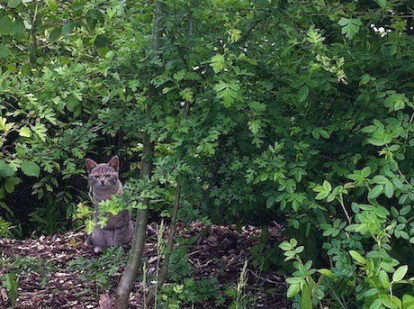 kittygardener11