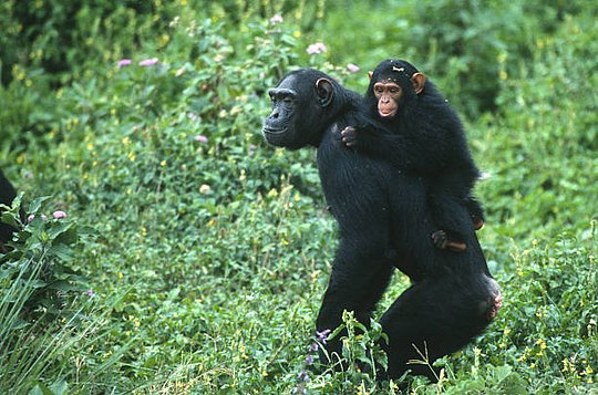 Chimpanzee tracking