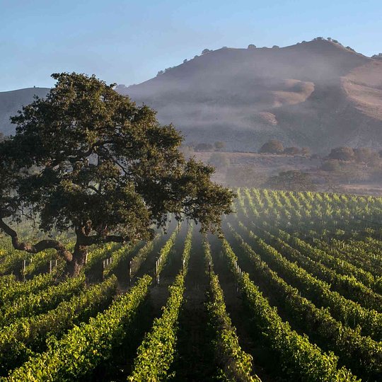 Santa Barbara Wineries