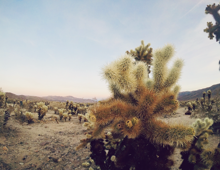 Joshua Tree National Park