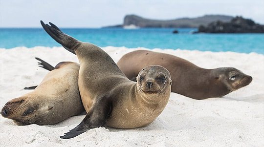 Commune with Sea Lions