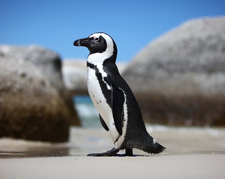 Penguins at Boulders Beach