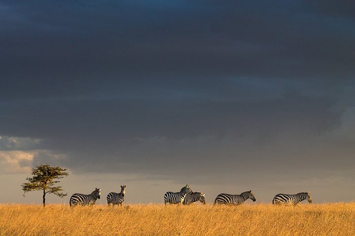 zebras