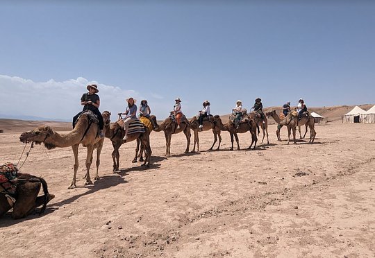 Camels1