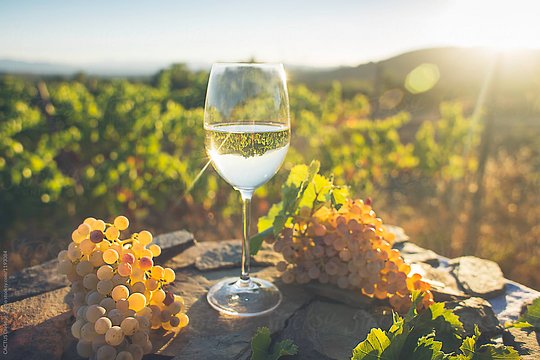 Wine Tasting