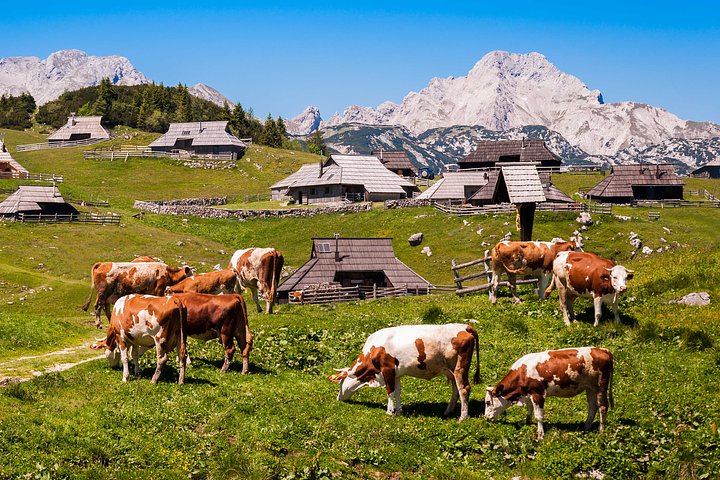ThecowsandherdsmenshutsontheBigPasturePlateauinSloveniaintheKamnikSavinjaAlpsnortheastofKamnikSlovenia.926814220_3837x25484