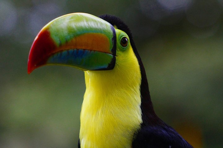 toucancostarica20210830043114utc