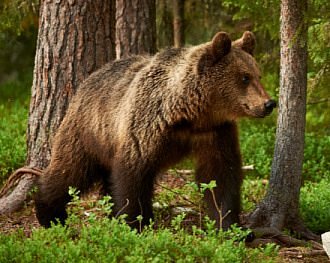 Spotting wild brown bears