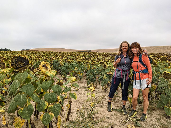 CaminoStJeaninsunflowers_202513