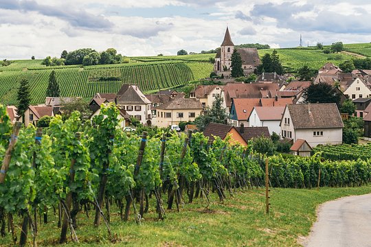 Discover the world-famous vineyards of Alsace