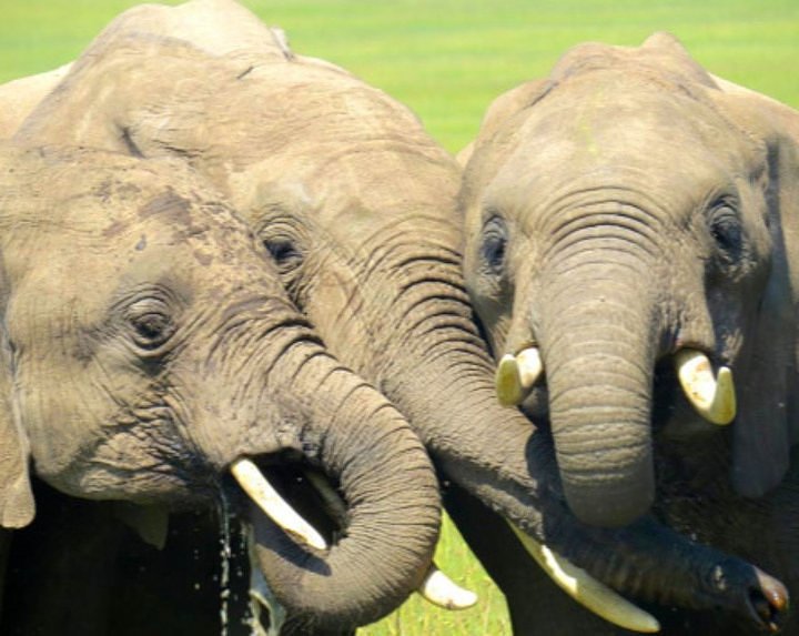Elephant Sanctuary
