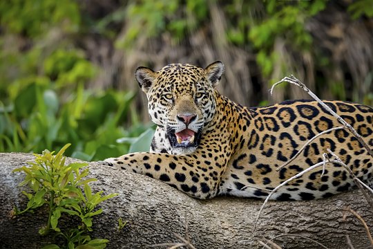 5 Day / 4 Night Post-Trip Extension to the Pantanal - Private Room (Minimum 5 ladies)