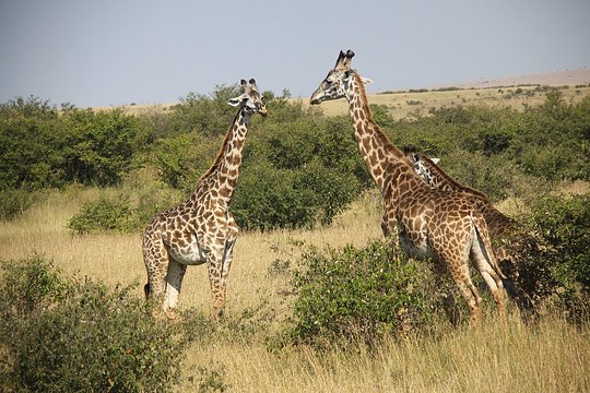 Olare Motorogi Conservancy