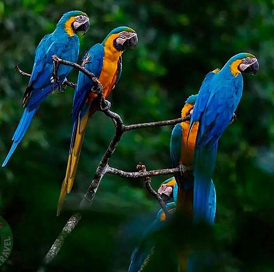 JUNGLE VIBES I 8 Days in the Peruvian Amazon